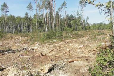 Почти 100 куб.м леса незаконно вырубили в Светлогорском районе