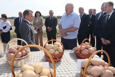 Лукашенко: «Надо Украине помочь картошкой. Может, еще президент Украины попросит и семенами помочь»