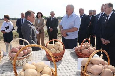Лукашенко рассказал, как Путин хвалил белорусскую картошку