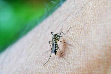 Девочка заразилась редчайшим заболеванием после укуса комара