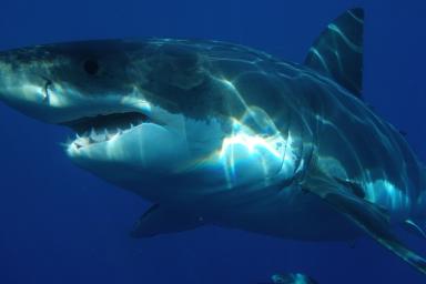 Шестиметровая акула-людоед съела кита. Испуганные рыбаки все сняли на камеру