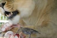 В гродненском зоопарке скворец подружился с львицей