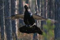 Глухарь года. В Беларуси выбрали птицу будущего