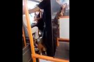 МВД нашло гомельчанина, который с бойцовской собакой устроил беспредел в троллейбусе