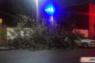 В Гродно дерево упало на машину: что делать в таких случаях