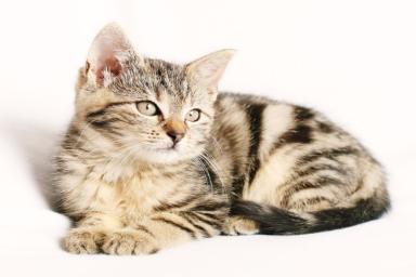 Ученые нашли способ, как сделать домашних кошек счастливыми