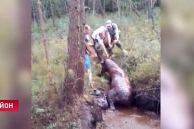 В Волковысском районе охотники из болота вытащили оленя