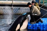 Назван последний срок «китовой тюрьмы»