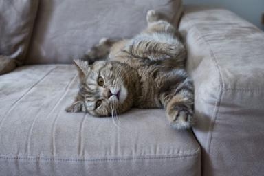 Как избавиться от кошачьей шерсти на диване, полу, одежде