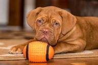 «Чтобы завести мастифа, придется пройти обучение». В ЖКХ рассказали о правилах содержания домашних животных