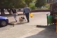 «Бил ногами, швырял за поводок». В Гомеле мужчина на улице избил свою собаку