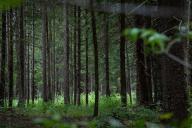 В Полоцке заблудилась женщина. Потребовалась помощь спасателей