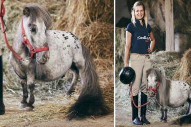 В Польше нашли самого маленького коня в мире