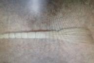 Россиянин до смерти забил любовницу веником из-за неудавшегося завтрака