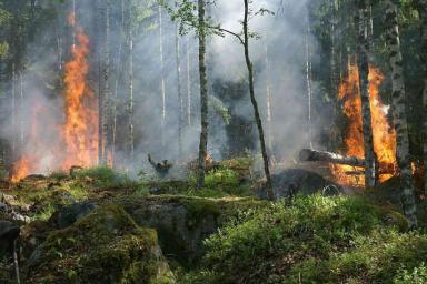 Более 600 лесных пожаров произошло в Беларуси с начала года