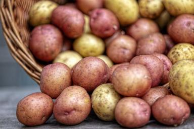 Ученые вывели новые сорта картошки