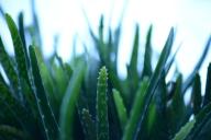 Врачи рассказали о травах, которые помогут при псориазе