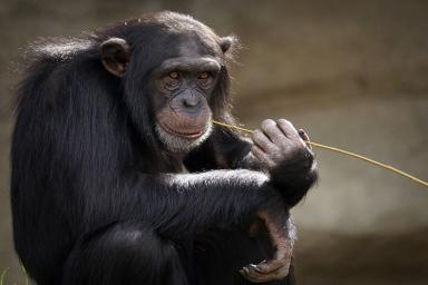 Ученые объяснили, почему смартфон превращает человека в обезьяну.