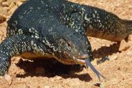 У комодских варанов с возрастом появляется защитная броня. 