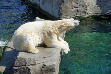 Ученые завершили исследование белых медведей на Белом и Велькицком островах. 
