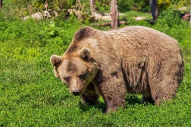 Семья чудом пережила нападение медведицы на их машину – кадры 
