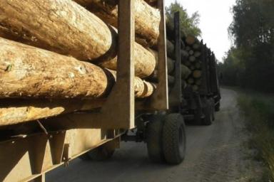 Директор предприятия в Могилевском районе похитил КАМАЗ древесины