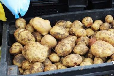 Четыре человека погибли, надышавшись гнилым картофелем