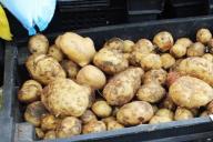 Четыре человека погибли, надышавшись гнилым картофелем