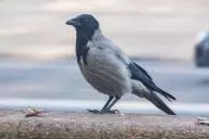 Сорока убила 76-летнего мужчину