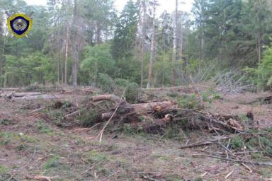 В Могилевской области при заготовке леса пострадали двое мужчин, один из них погиб на месте происшествия