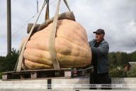 Тыкву-гиганта весом 450 кг выставят на обозрение в агротуристическом комплексе «Коробчицы»
