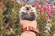 «Самый счастливый в мире еж» стал звездой Сети