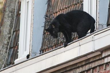 Черная пантера гуляла по крышам домов во Франции и заглядывала в окна