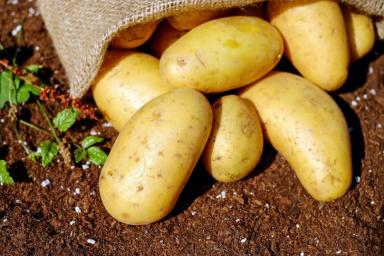 Хотите заработать на уборке урожая? Брестская МНС напомнила о налоге за «оказание услуг по уборке картофеля»
