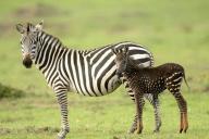 Зебра в горошек родилась в Кении