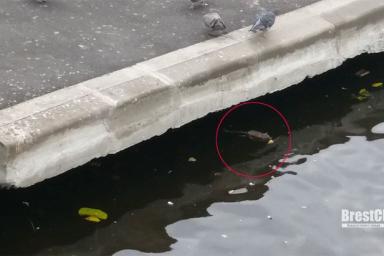 В Бресте крысы отбирают в реке хлеб у лебедей