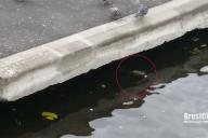 В Бресте крысы отбирают в реке хлеб у лебедей