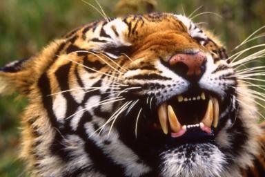 Чампаватская тигрица: рекордсмен по количеству человеческих жертв 