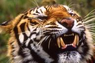 Чампаватская тигрица: рекордсмен по количеству человеческих жертв 