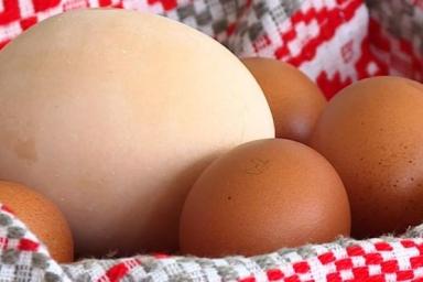 На Могилёвщине снесли самое большое куриное яйцо в Беларуси