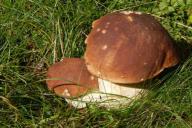 Эксперты составили памятку для неопытных грибников