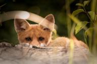 Как содержать лису в домашних условиях