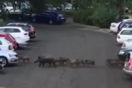 По Минску гуляло стадо диких кабанов 