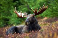 На трассах Минщины все чаще появляются лоси, олени и другие крупные животные. Какие районы самые опасные