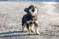 Щенок спас детей ценой собственной жизни 