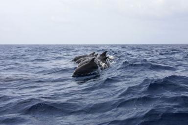 Невероятные кадры: 132 дельфина выбросились на берег Атлантического океана