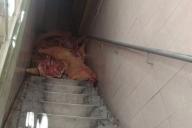 В магазине в Гомеле свиные туши валялись прямо на полу. Руководство в шоке