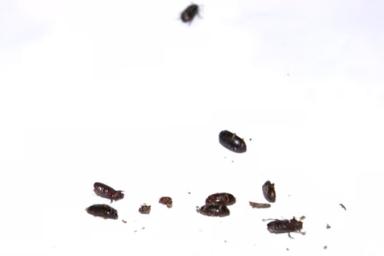 Жители одной из столичных многоэтажек обнаружили в своих квартирах «незваных гостей» – жуков-кожеедов