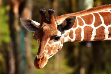 Биологи разгадали значение пятен жирафов