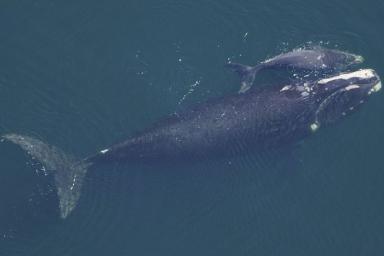 Дрон с камерой помог взвесить гладких китов